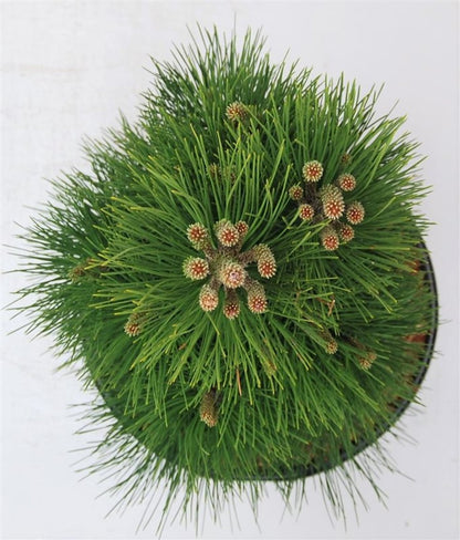 Svarttall – Pinus nigra &