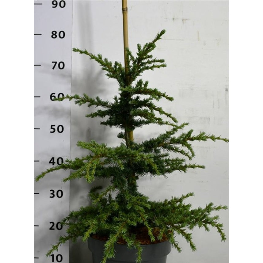 Libanonceder – Cedrus libani 'Saphire Nymph' - C7.5 40-50 cm.