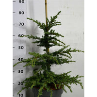 Libanonceder – Cedrus libani 'Saphire Nymph' - C7.5 40-50 cm.