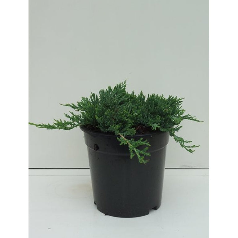 Kryp-en – Juniperus horizontalis 'Wiltonii' - C3 25-30 CM
