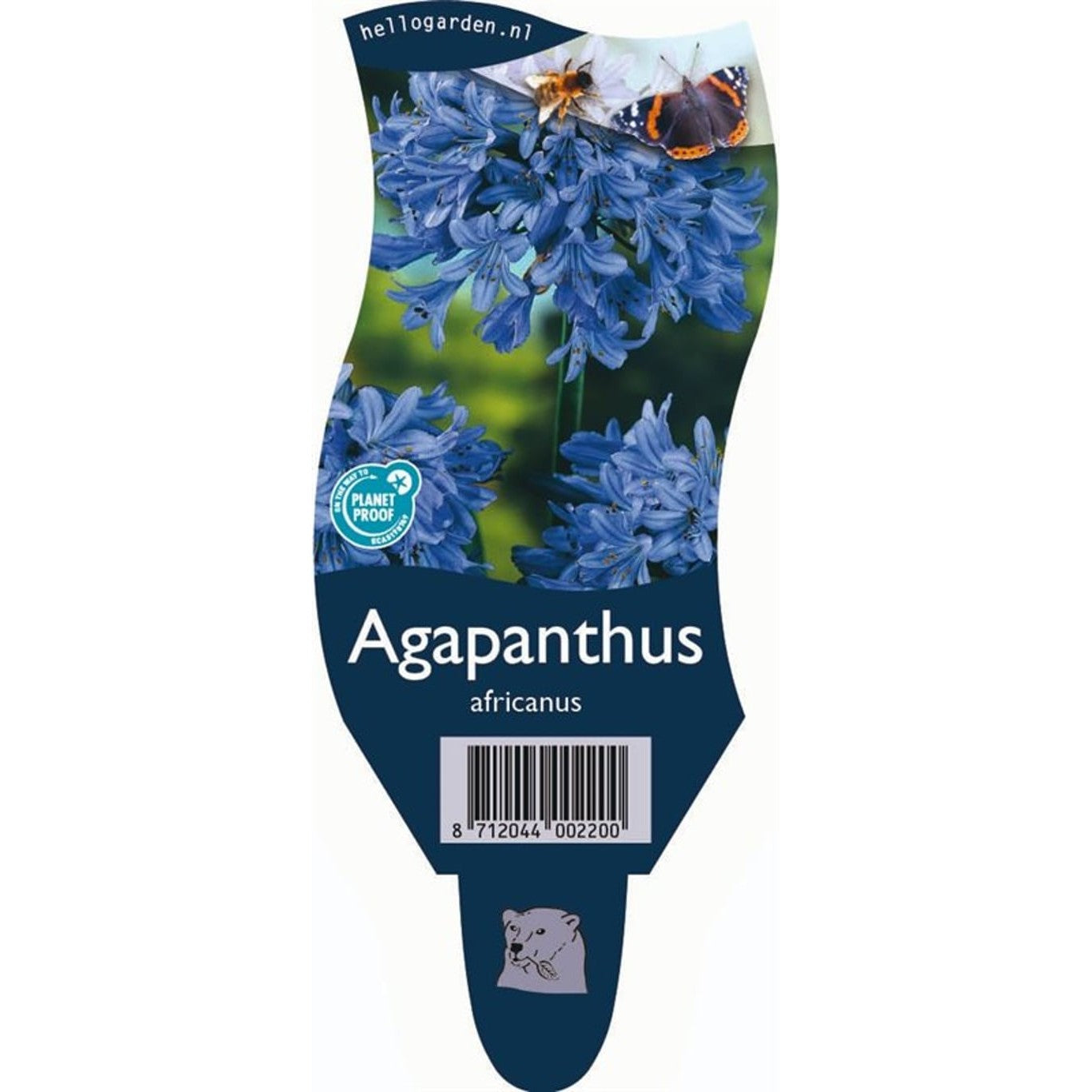 Afrikansk blåstjärna – Agapanthus africanus - P11