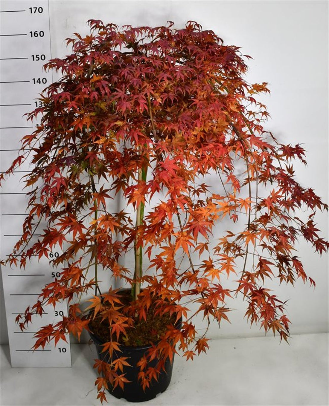 Japansk lönn – Acer palmatum &