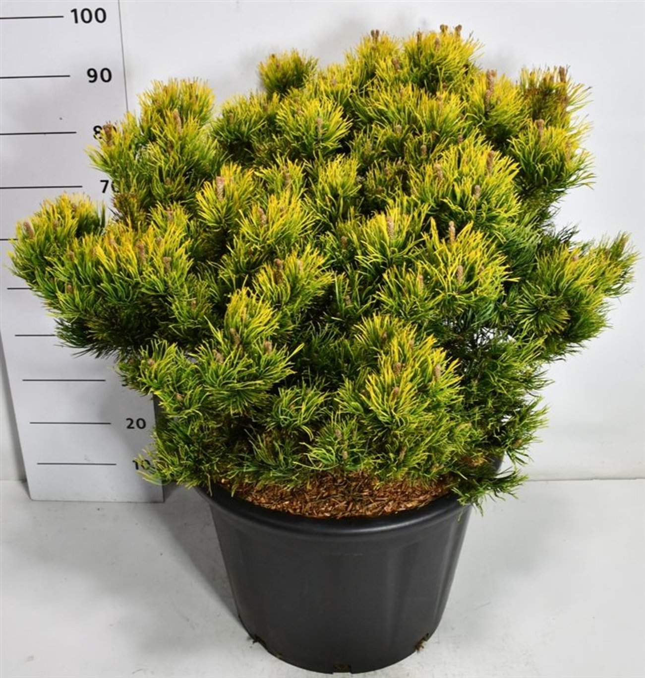 Bergtall – Pinus mugo &