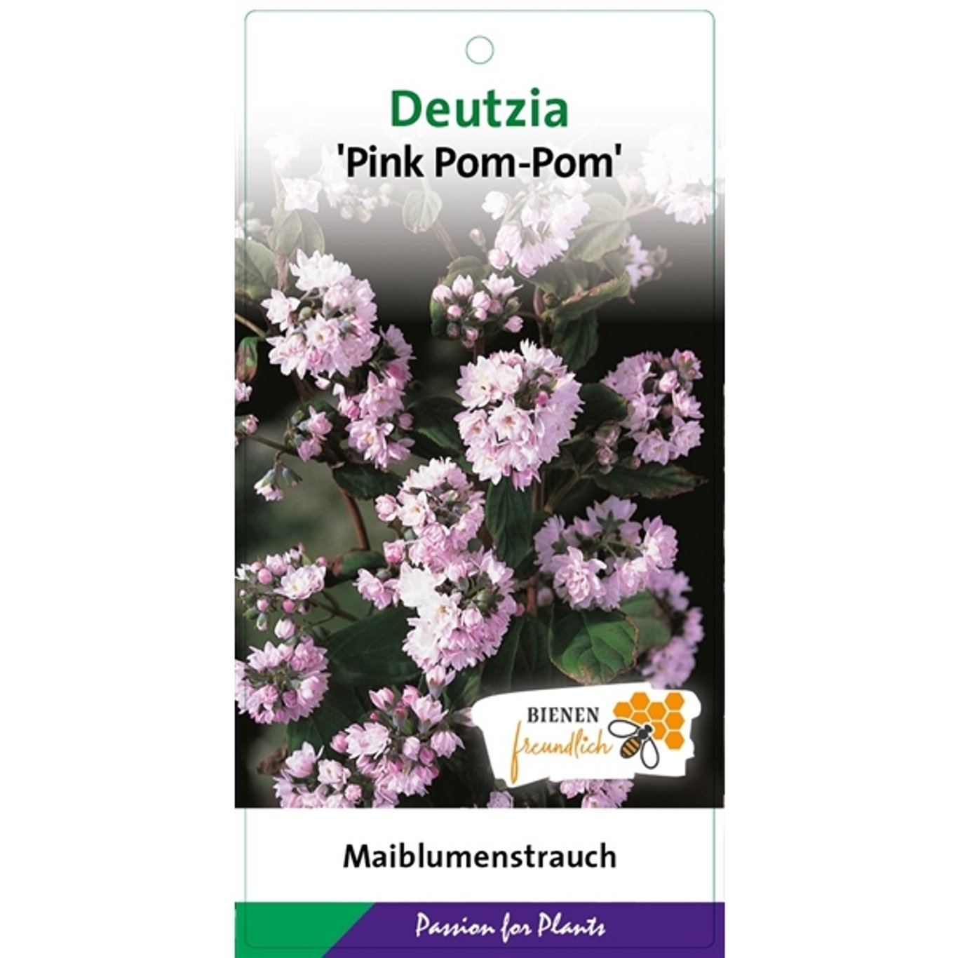 Slånspirea – Deutzia scabra 'Pink Pom-Pom' - C5 50-60 CM