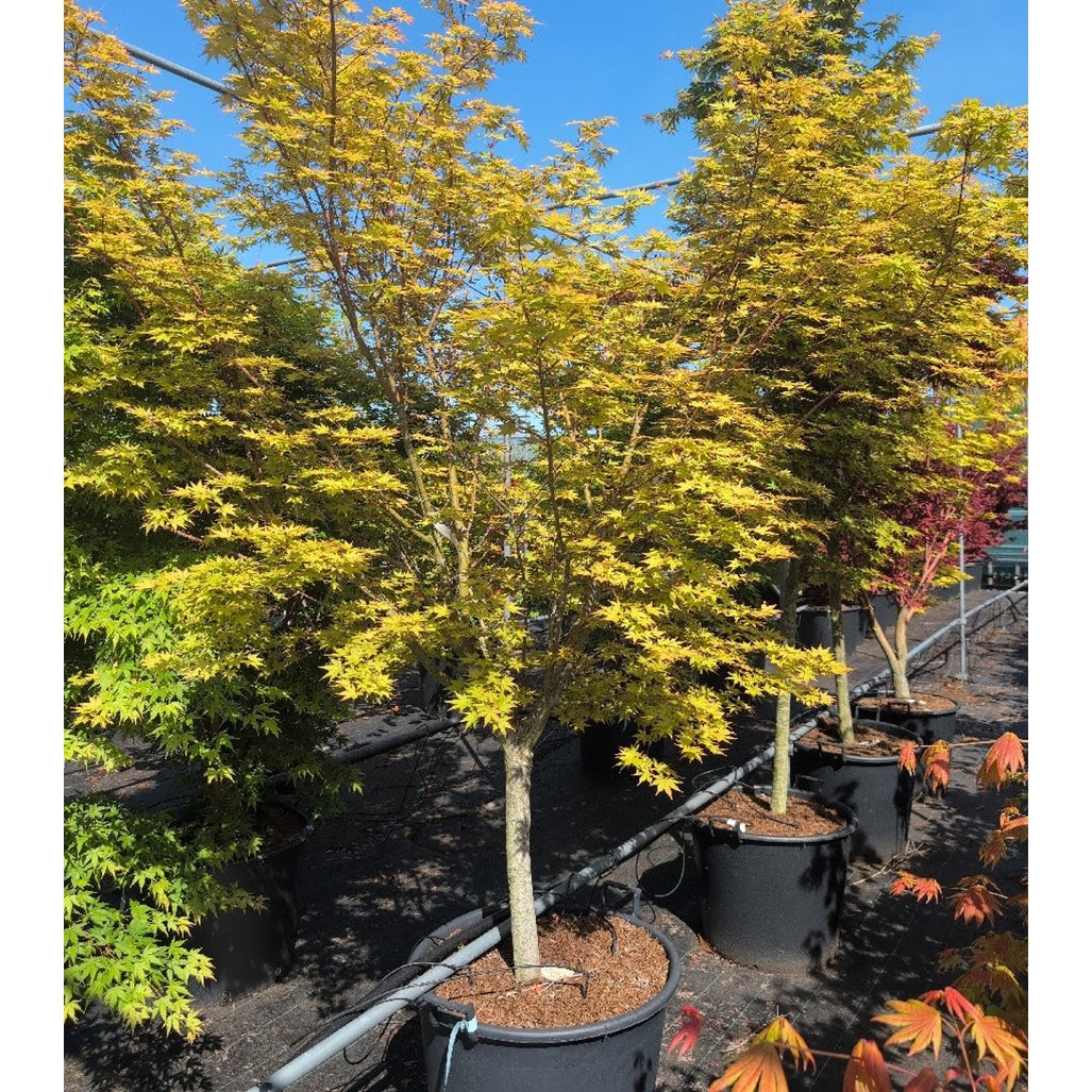 Japansk lönn – Acer palmatum - 80 CM Stem Cont.