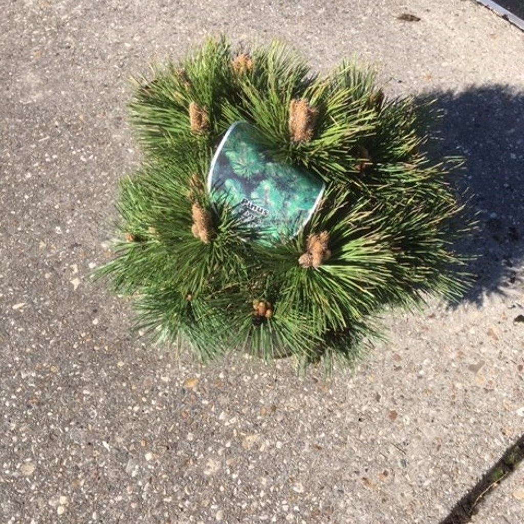 Svarttall – Pinus nigra nigra - C7.5 40-50 CM