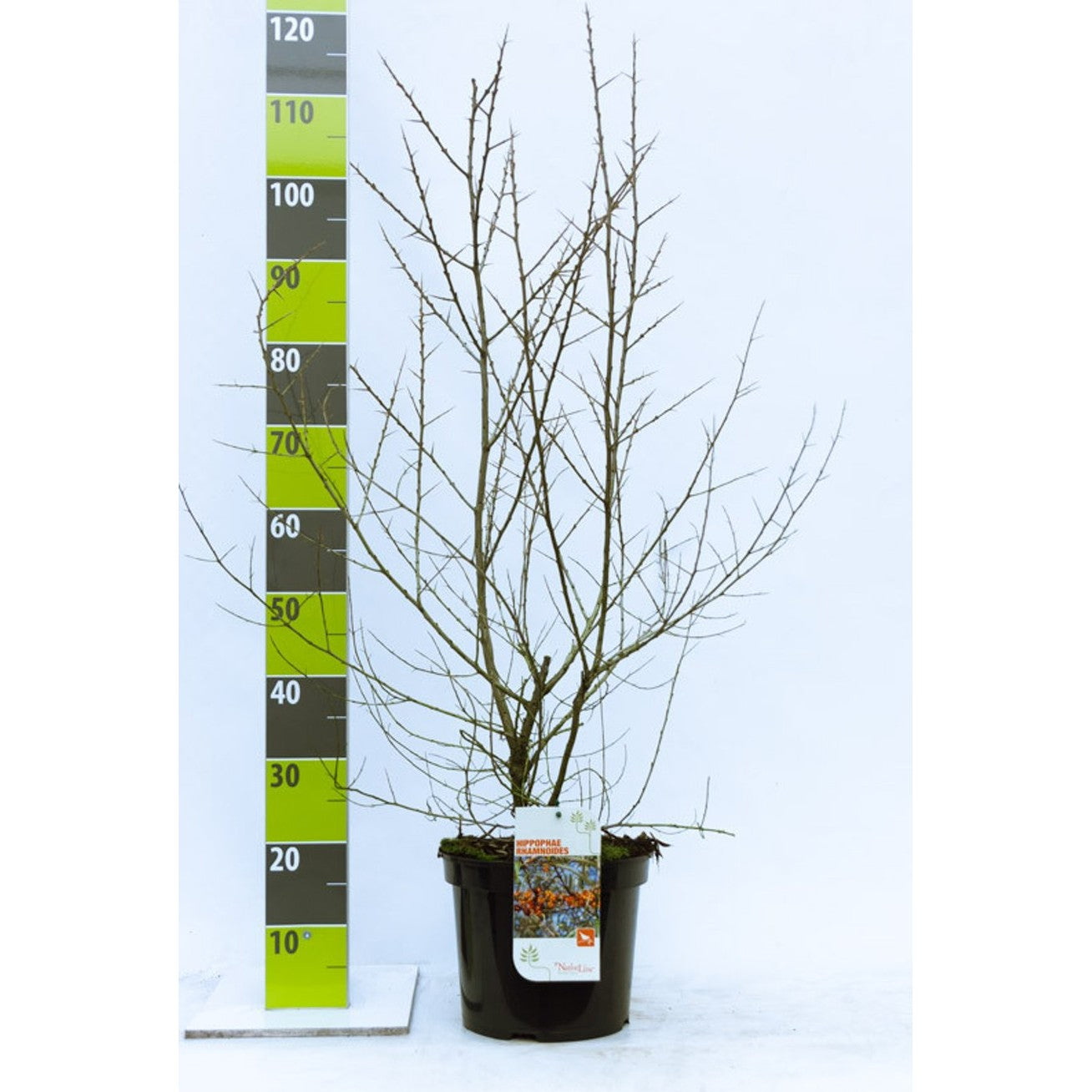 Havtorn – Hippophae rhamnoides - C7.5 60-80 CM