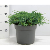 Himalaya-en – Juniperus squamata 'Blue Carpet' - C7.5 40-50 cm.