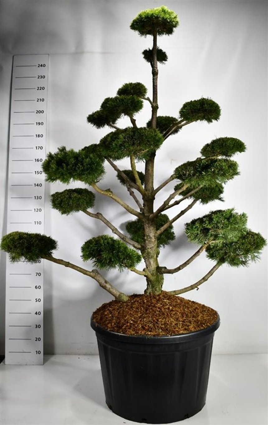 Bergtall – Pinus mugo &
