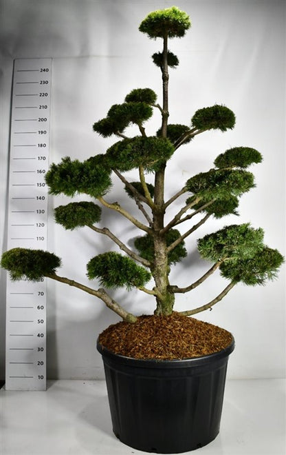 Bergtall – Pinus mugo &