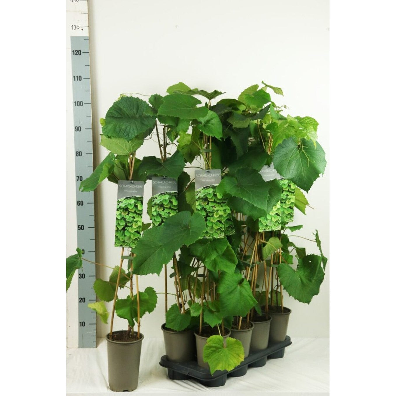 Klättervin – Vitis coignetiae - C2 60-80 CM Stick