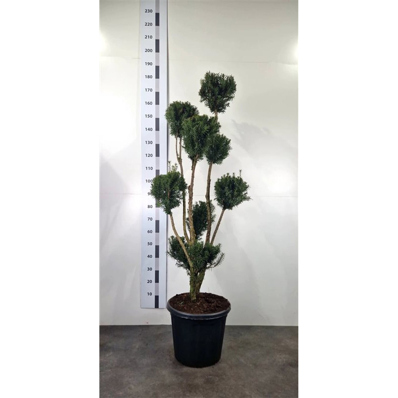 Hybrididegran – Taxus media 'Hicksii' - 160-180 CM Ponpon Cont.