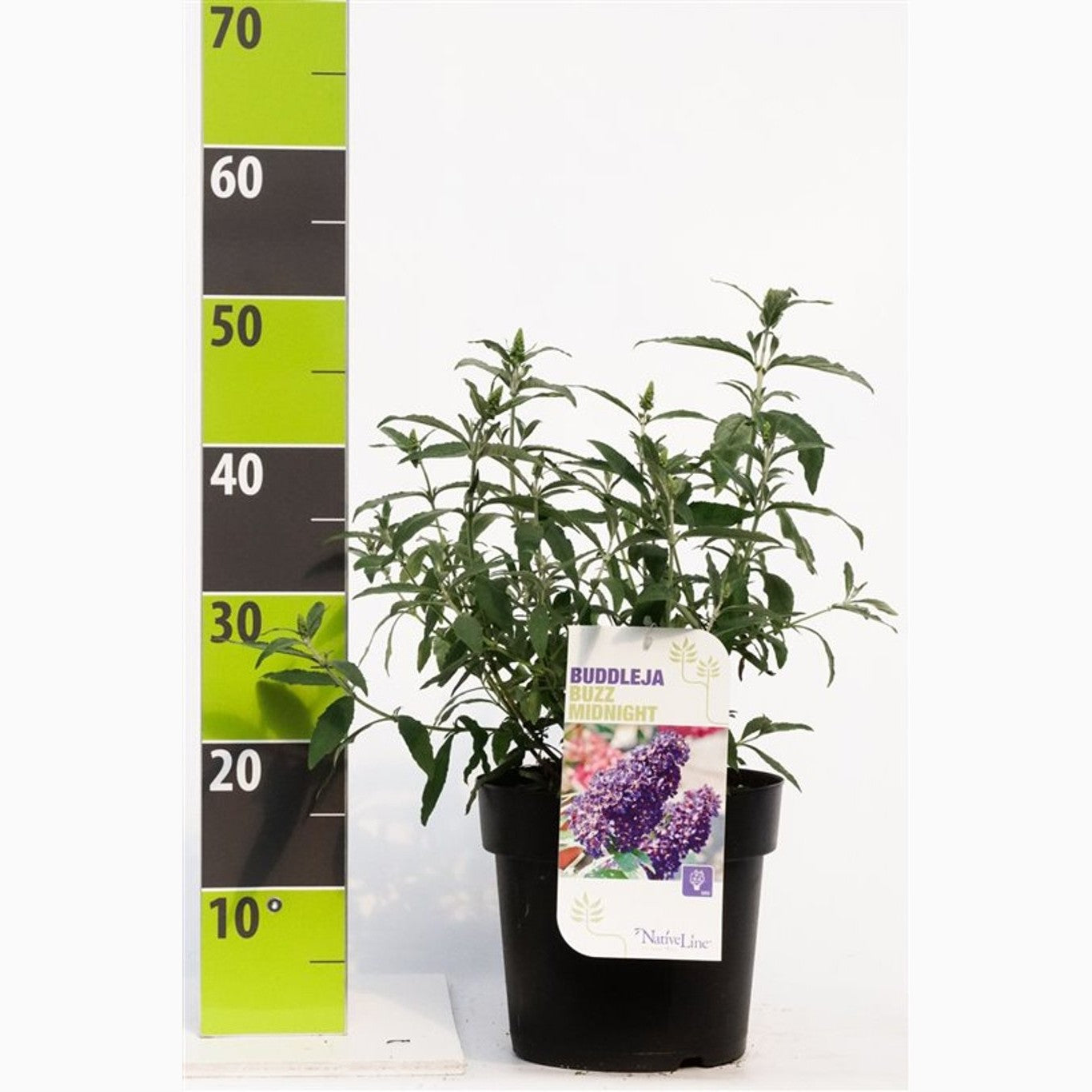 Sommarlilja – Buddleja d. Buzz Midnight - C4,6