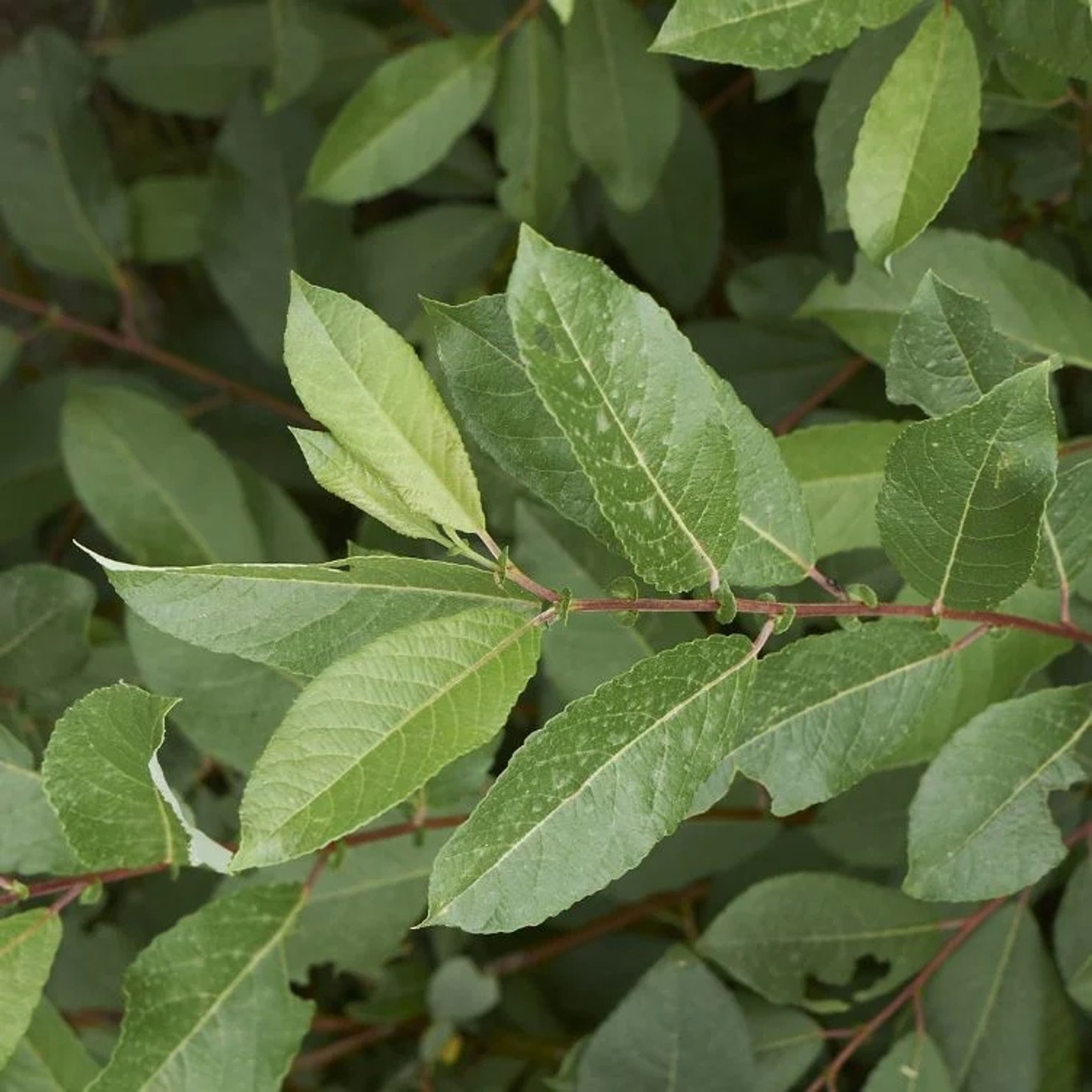 Purpurvide – Salix daphnoides - 120-150 CM bare root 0/1  1-2 branche