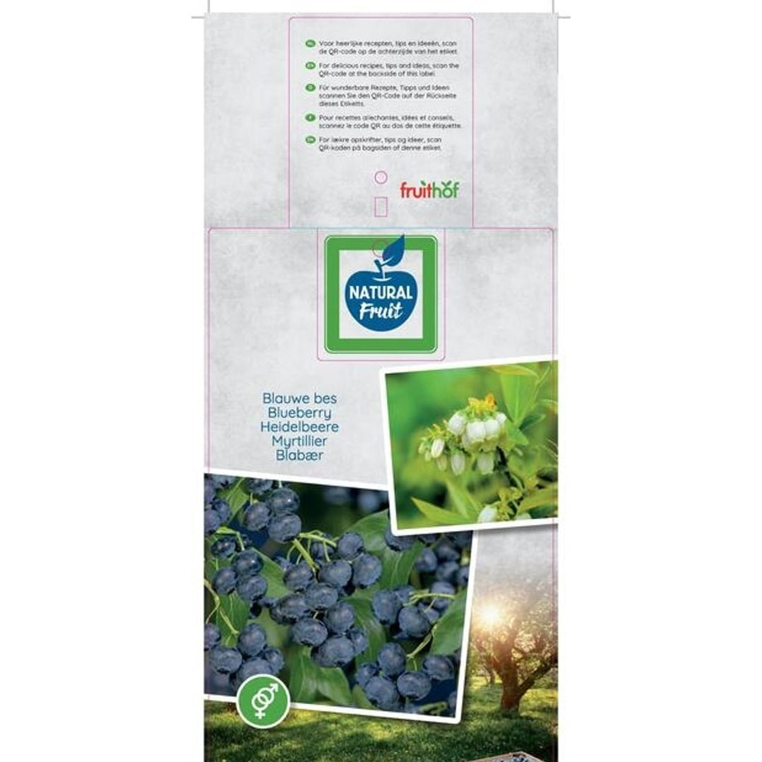 Trädgårdsblåbär – Vaccinium corymbosum 'Jersey' - C5 50-60 CM