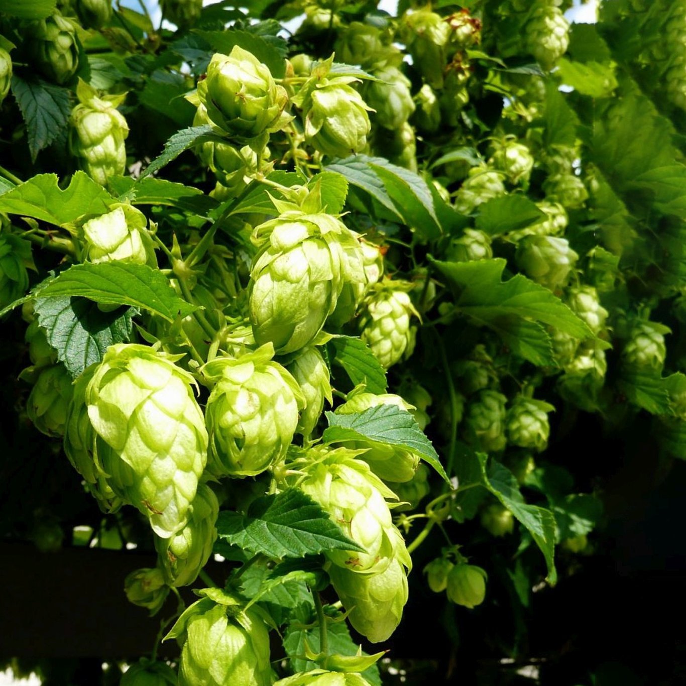 Humle – Humulus lupulus 'Northern Brew' - C2 50-60 CM 3 Stick