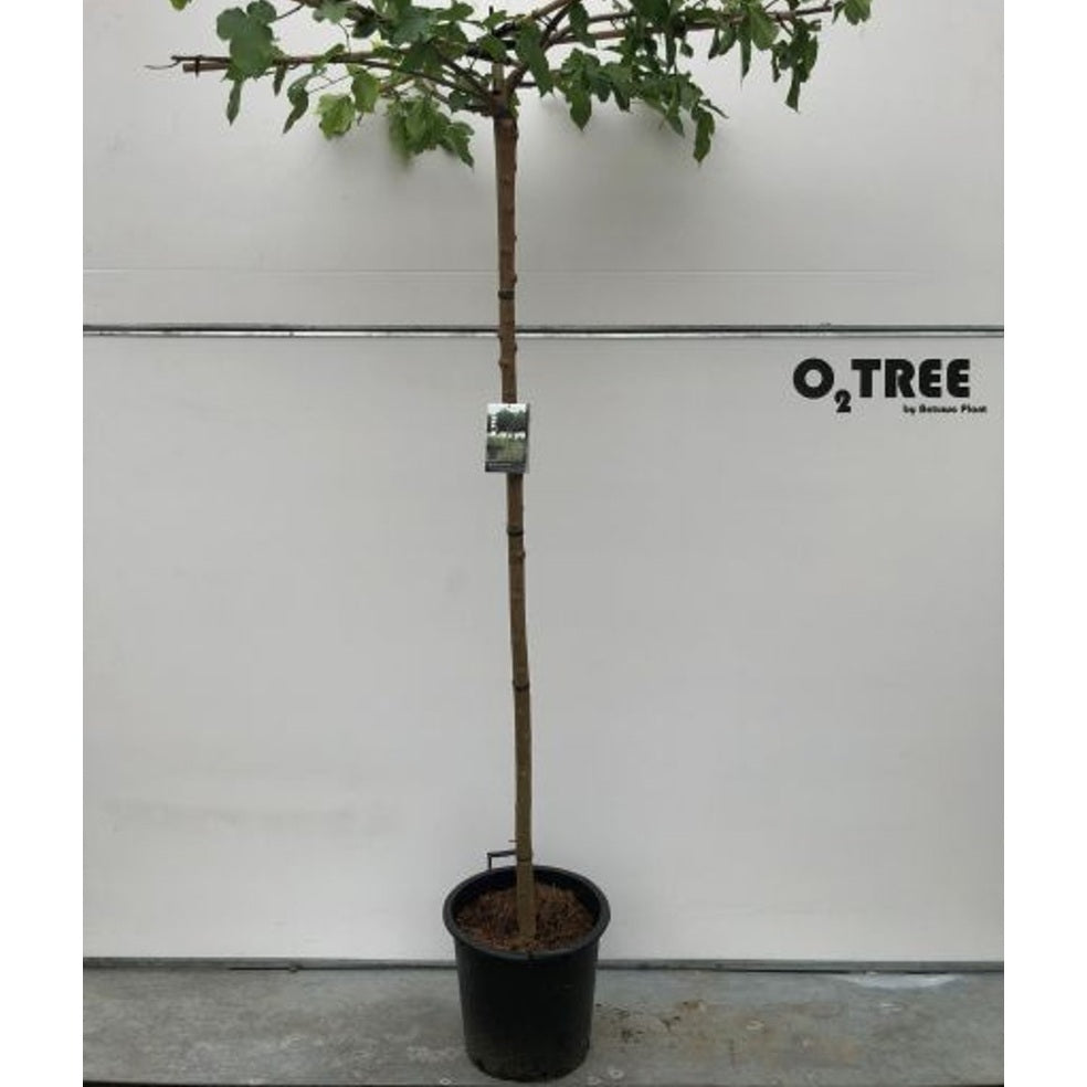 Mullbär – Morus alba 'Fruitless' - C35 12/14 220 CM Stem Roof shape