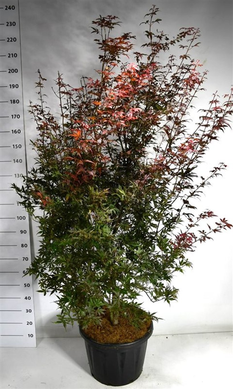 Japansk lönn – Acer palmatum &