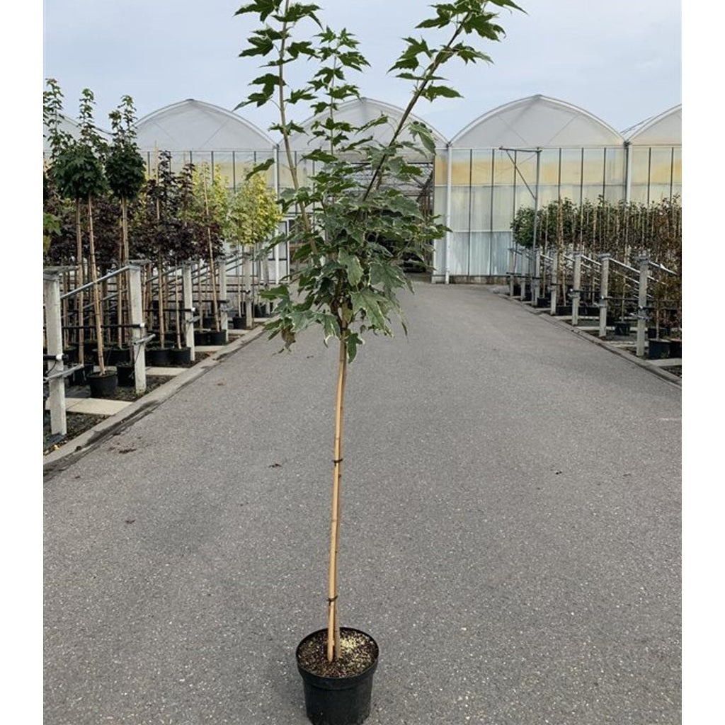 Skogslönn – Acer plat. 'Drummondii' - 12/14 RB