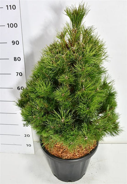 Svarttall – Pinus nigra &
