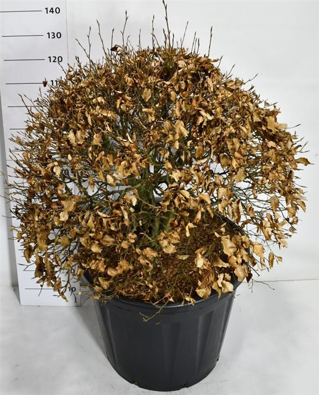 Bok – Fagus sylvatica - C130 90-100 cm. Bol