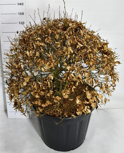 Bok – Fagus sylvatica - C130 90-100 cm. Bol