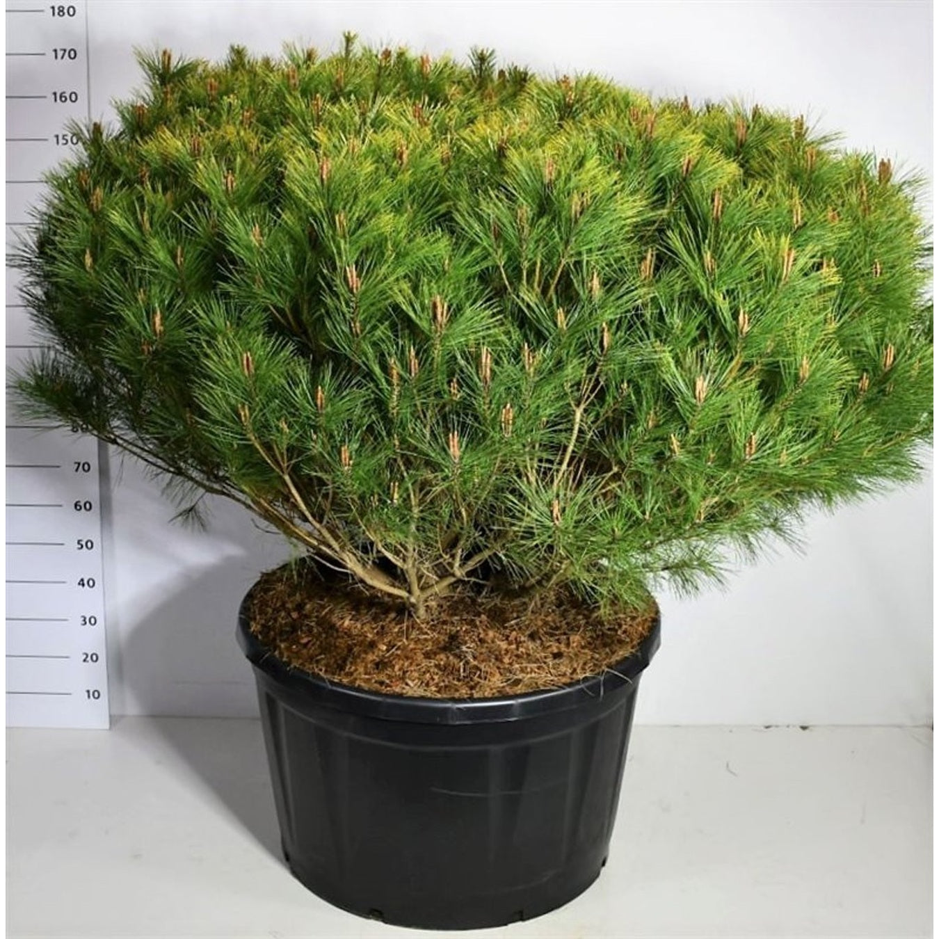 Svarttall – Pinus densiflora 'Alice Verkade' - C280 175-200 cm. Sol