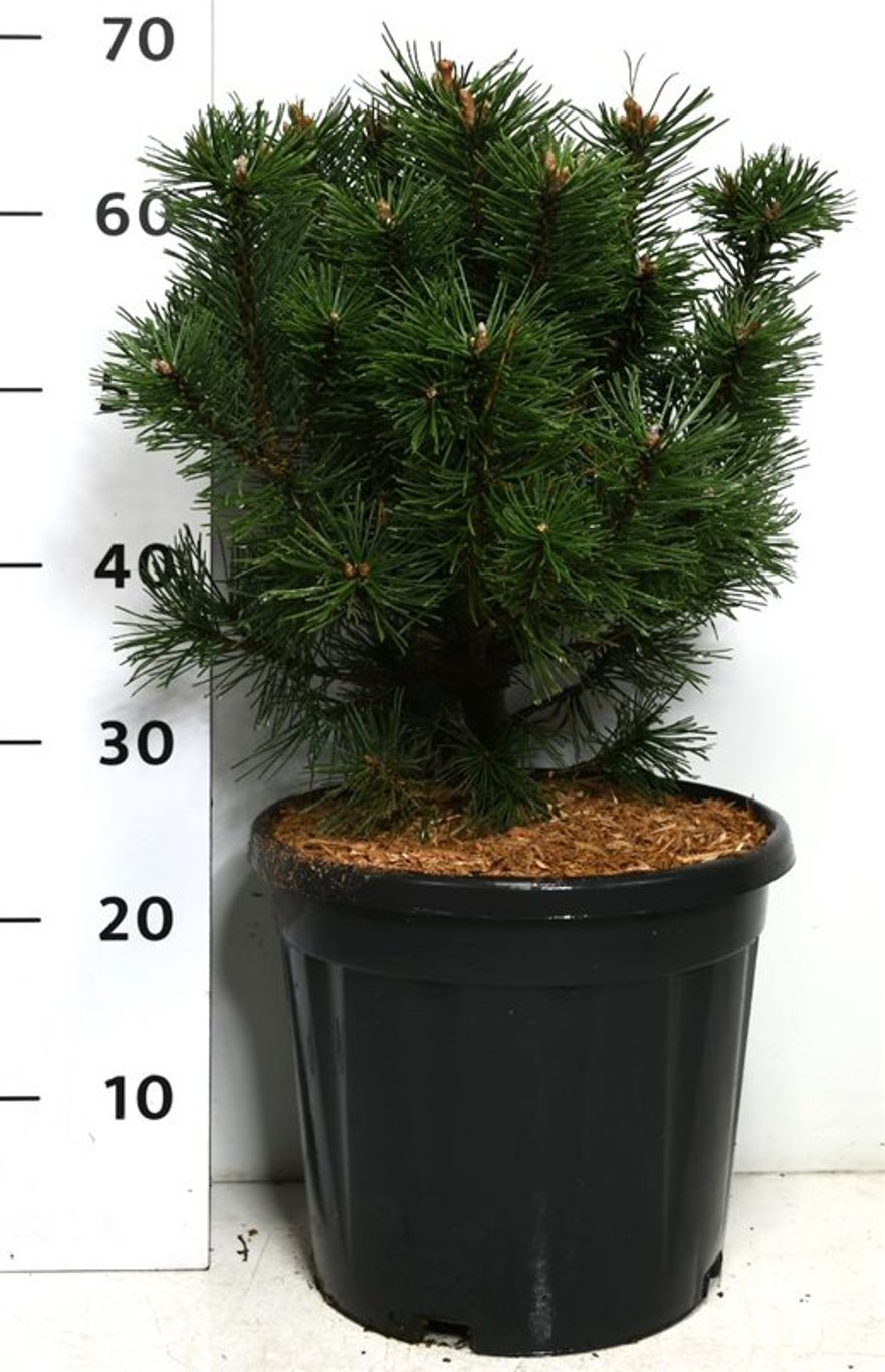 Bergtall – Pinus mugo &