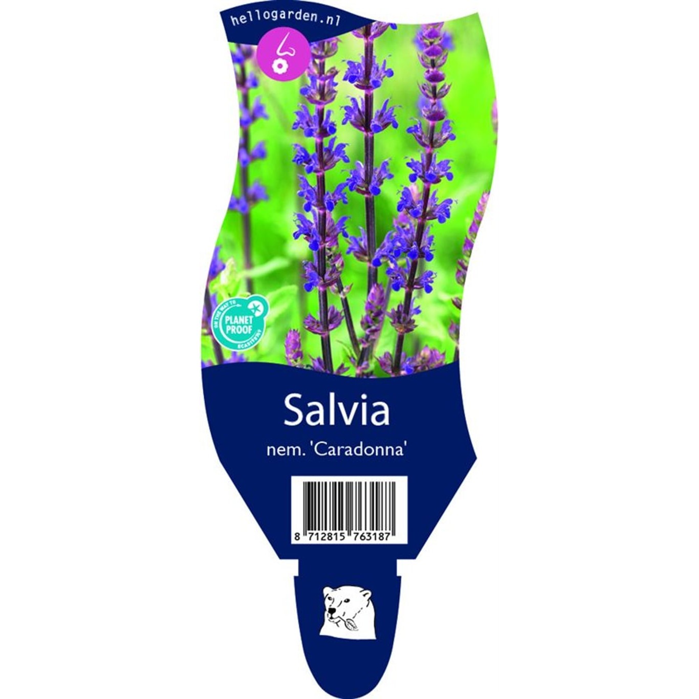 Stäppsalvia – Salvia nemorosa 'Caradonna' - P11