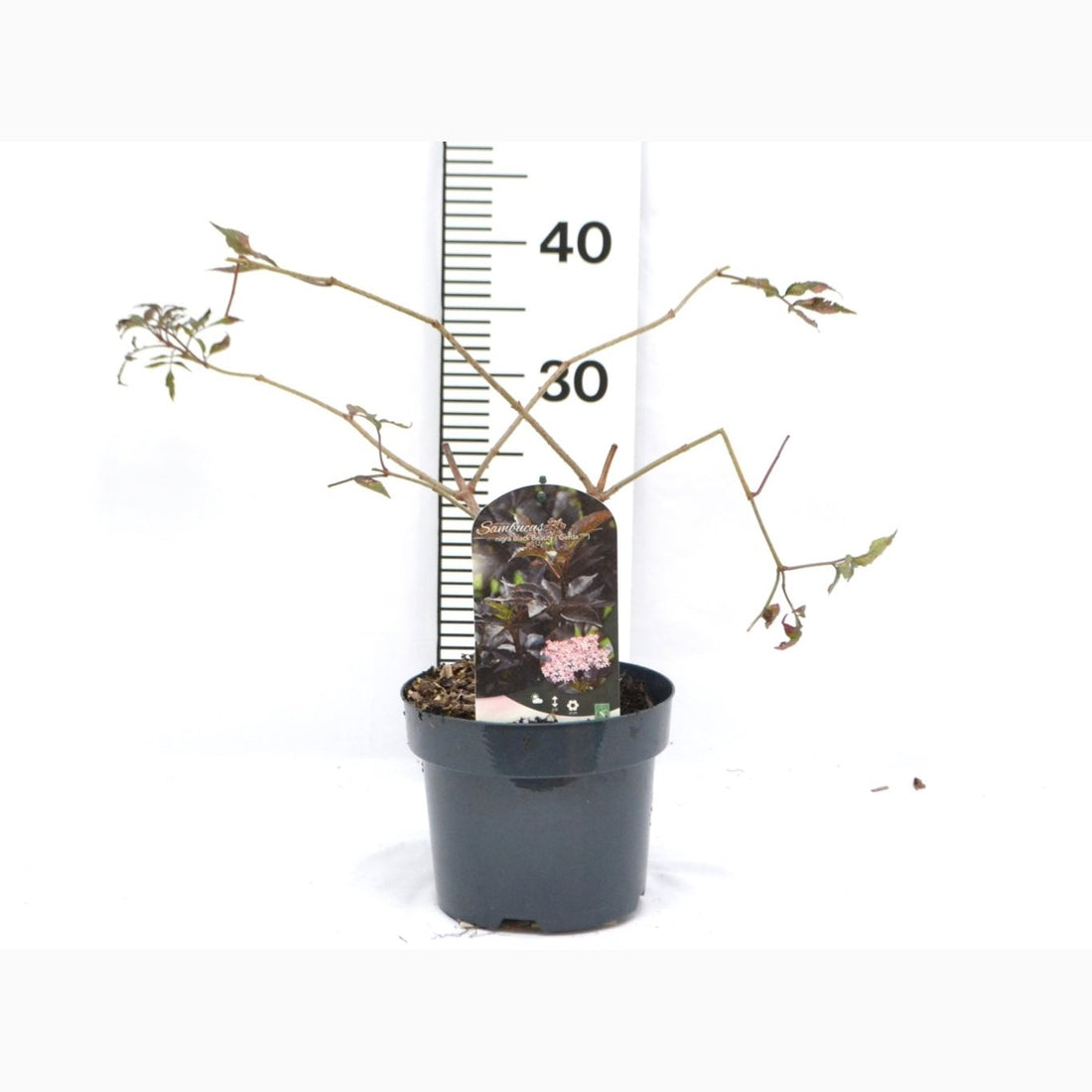 Fläder – Sambucus nigra &