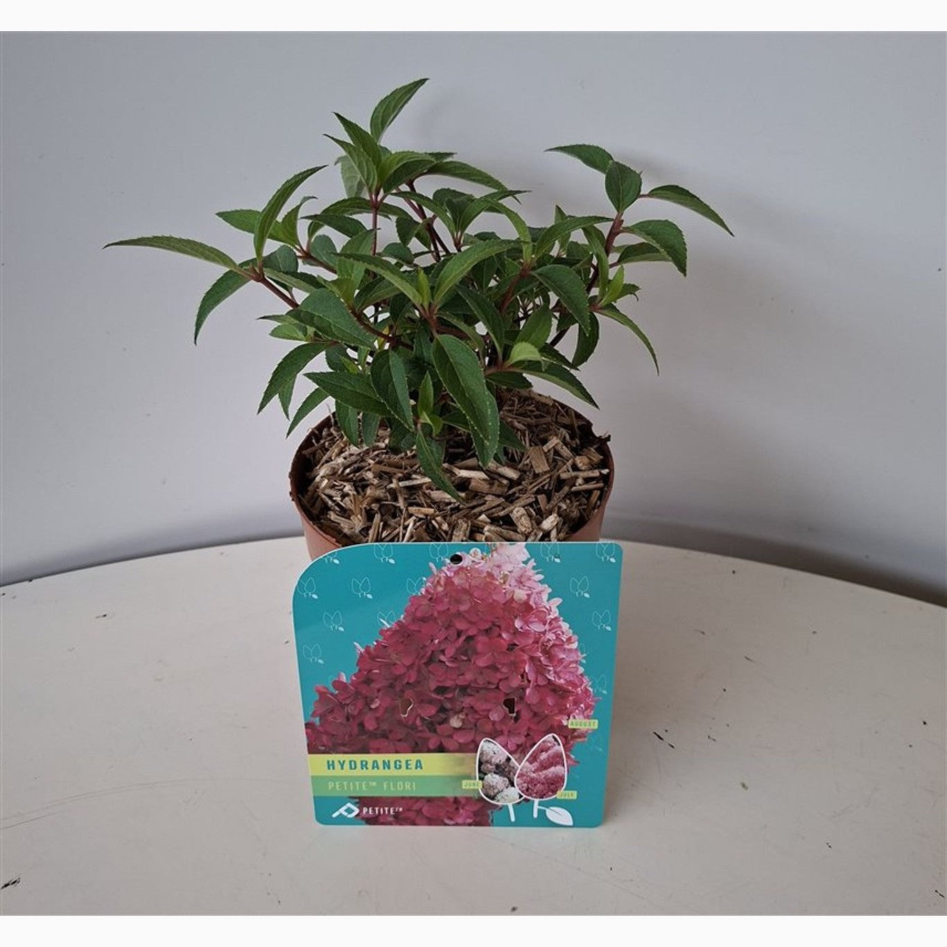 Syrenhortensia – Hydrangea paniculata 'Petite Flori' - C1,5