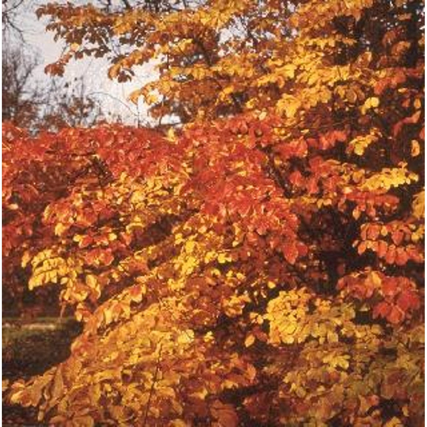 Persiskt järneksträd – Parrotia persica - C15 4/6 Feathered