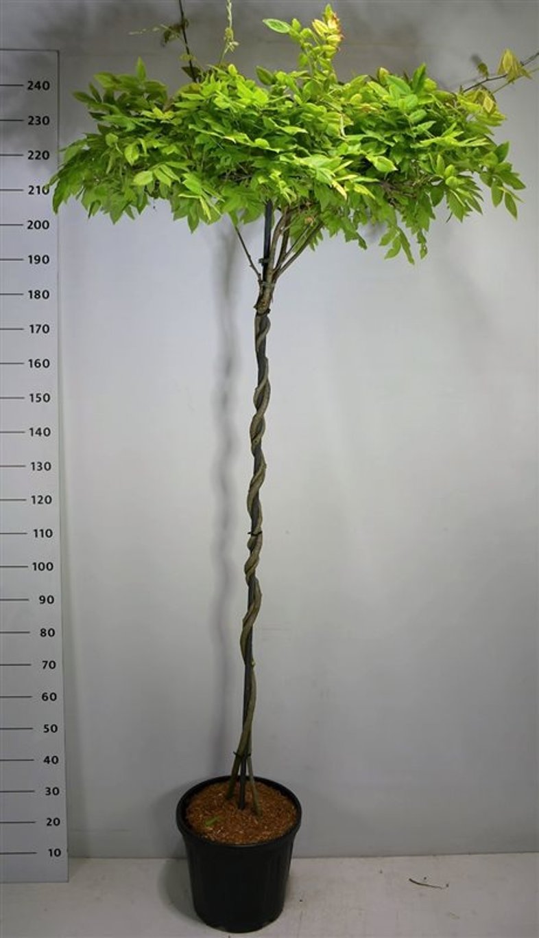 Japansk blåregn – Wisteria brachybotrys &