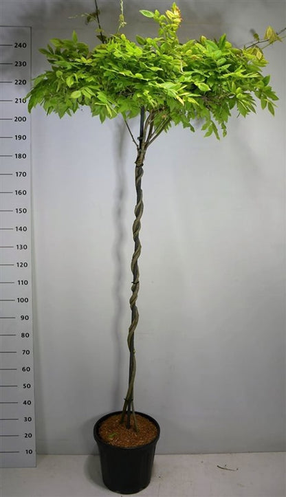 Japansk blåregn – Wisteria brachybotrys &