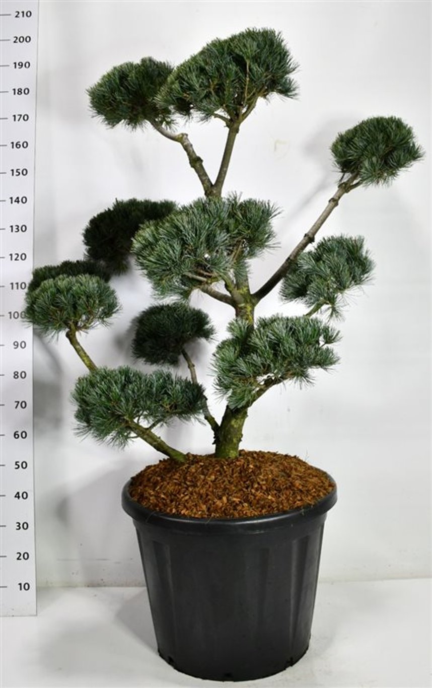 Japansk vit­tall – Pinus parviflora &