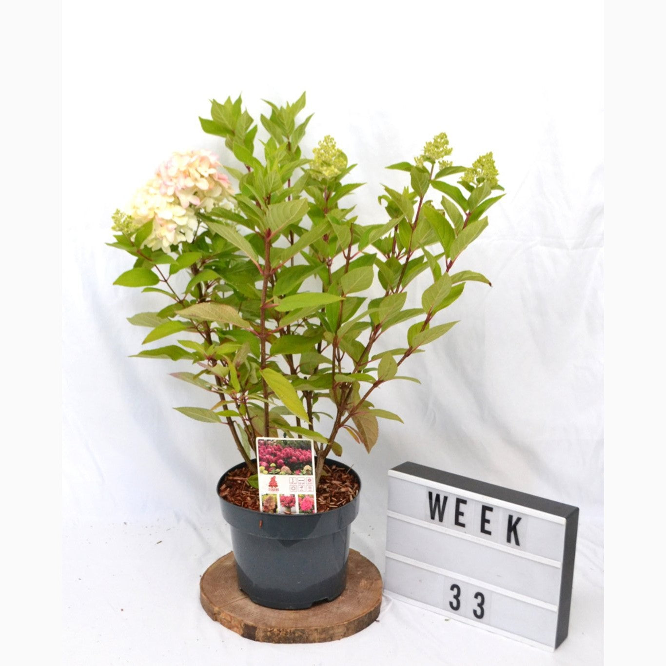 Syrenhortensia – Hydrangea paniculata 'Bonfire' - C5 40-50 CM