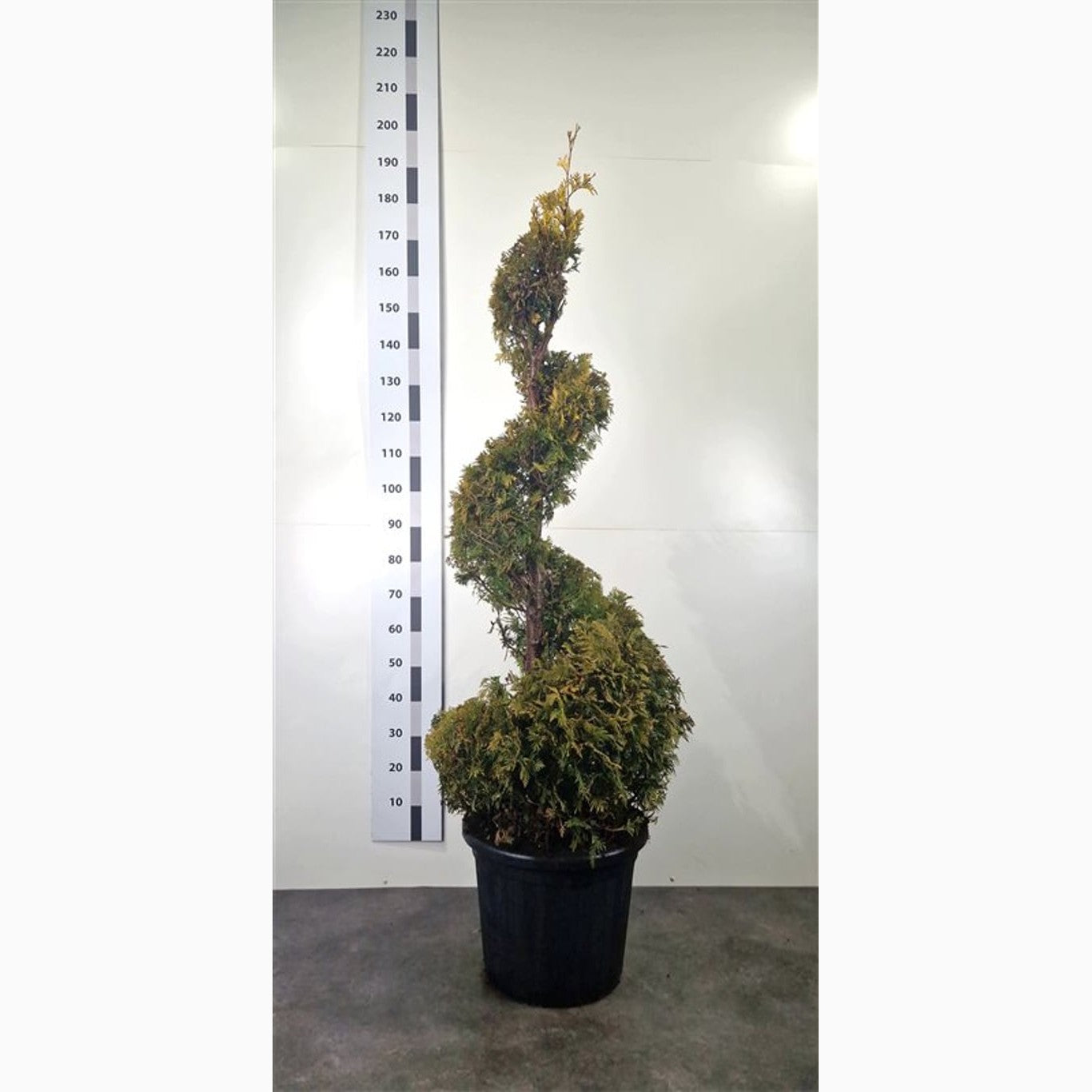 Thuja – Thuja occidentalis 'Yellow Ribbon' - 140-160 CM Spiral Cont.