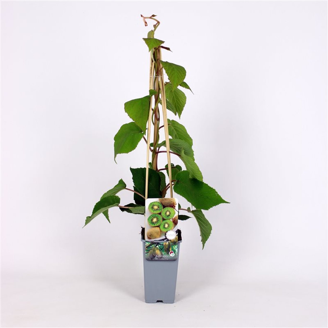 Minikiwi – Actinidia d. 'Boskoop' - C2 70/+ CM