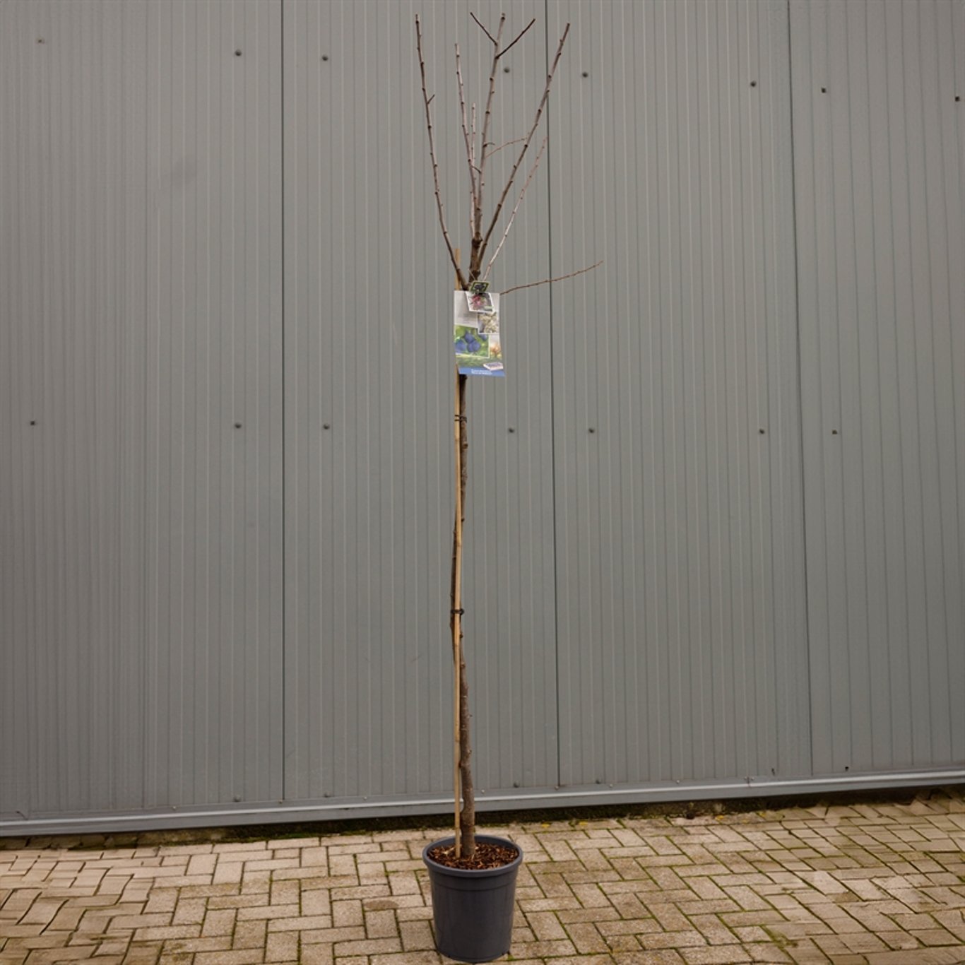 Plommon – Prunus domestica 'Bleue de Belgique' - C12 250-275 CM Hoogstam