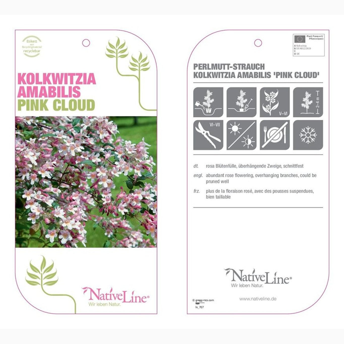 Paradisbuske – Kolkwitzia amabilis 'Pink Cloud' - C4,6 50-60 CM