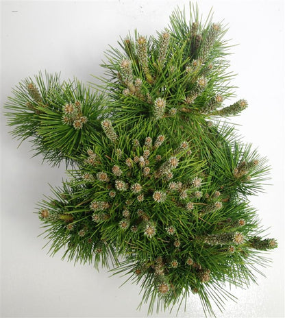 Japansk svarttall – Pinus thunbergii &