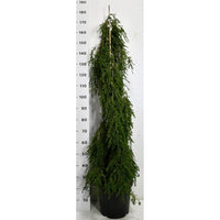 Hemlock – Tsuga canadensis 'Pendula' - C18 100-125 cm.