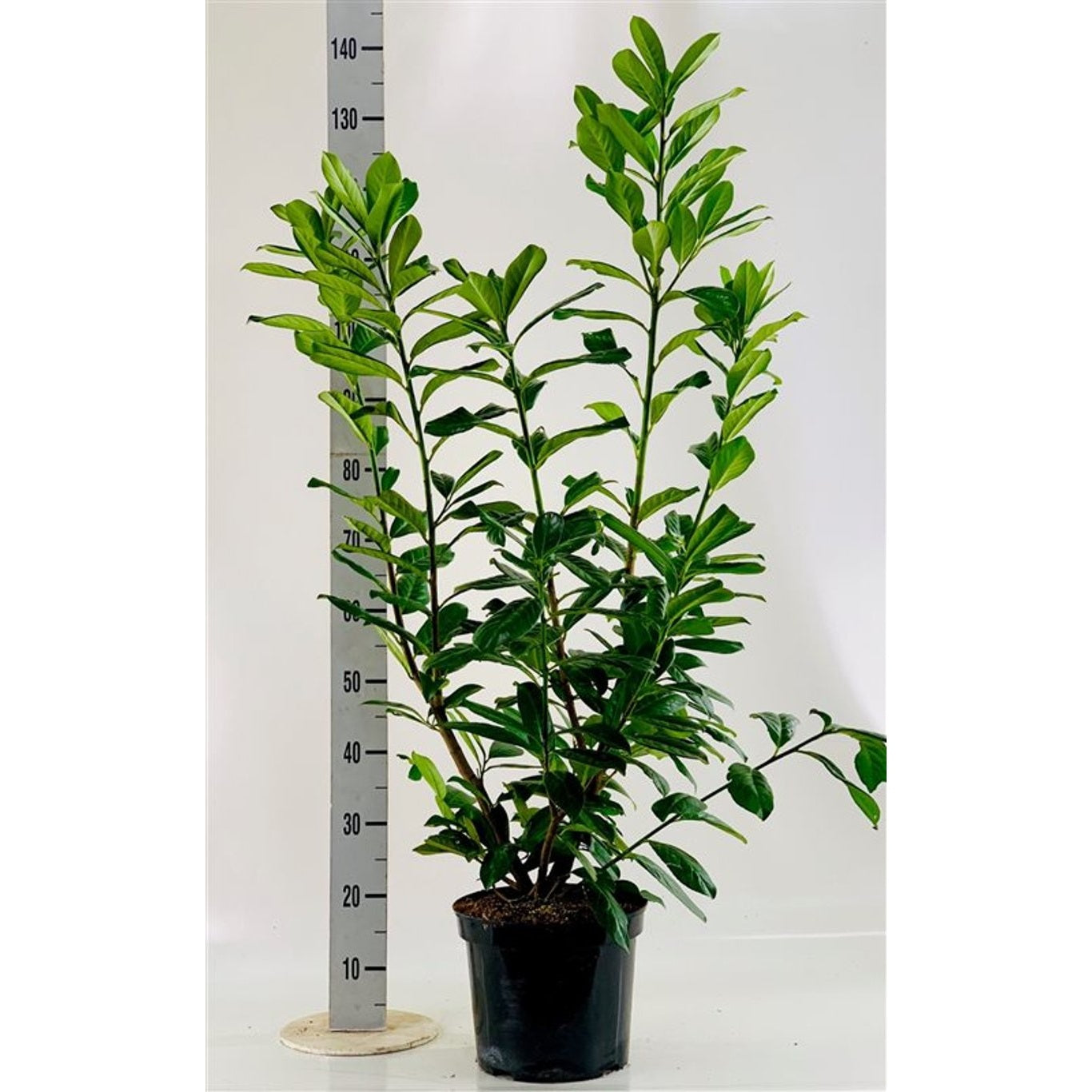 Lagerkörsbär – Prunus laurocerasus 'Novita' - C7.5 80-100 CM