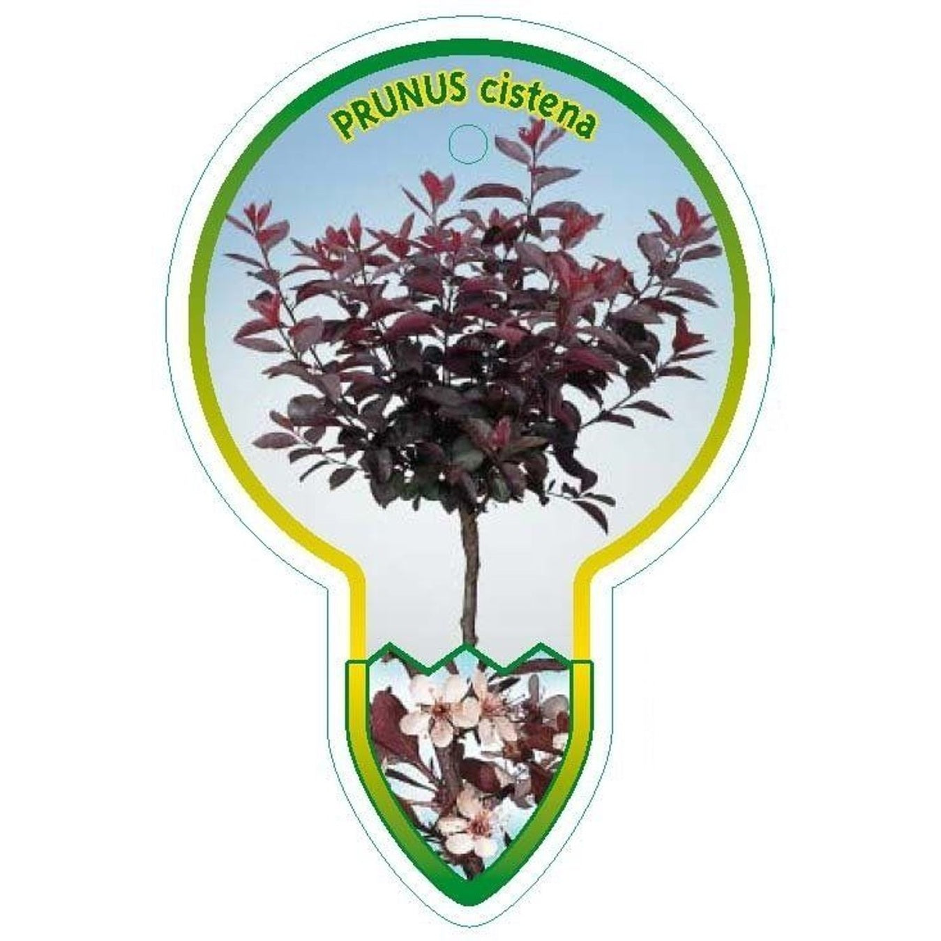 Blodplommon – Prunus cistena - 80 CM Stem C7.5