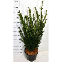 Hybrididegran – Taxus media 'Hillii' - C18 80-100 cm.