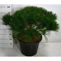 Svarttall – Pinus densiflora 'Alice Verkade' - C35 70-80 cm.