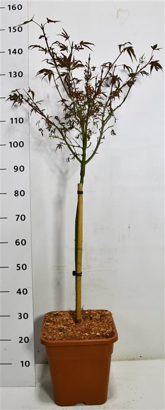 Japansk lönn – Acer palmatum &