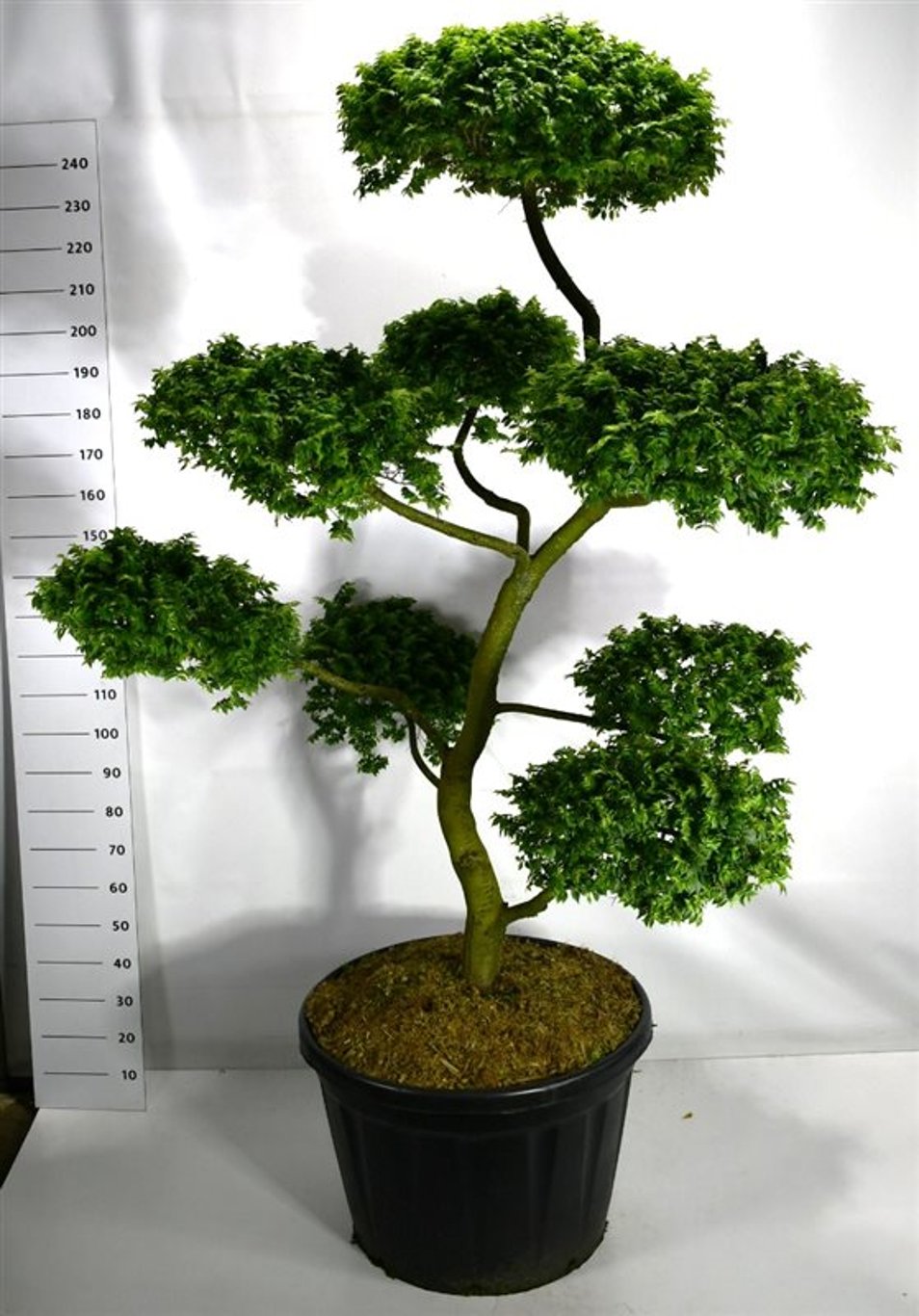 Alm – Ulmus 'Jaqueline Hillier' - C180 180-200 cm. Bonsai
