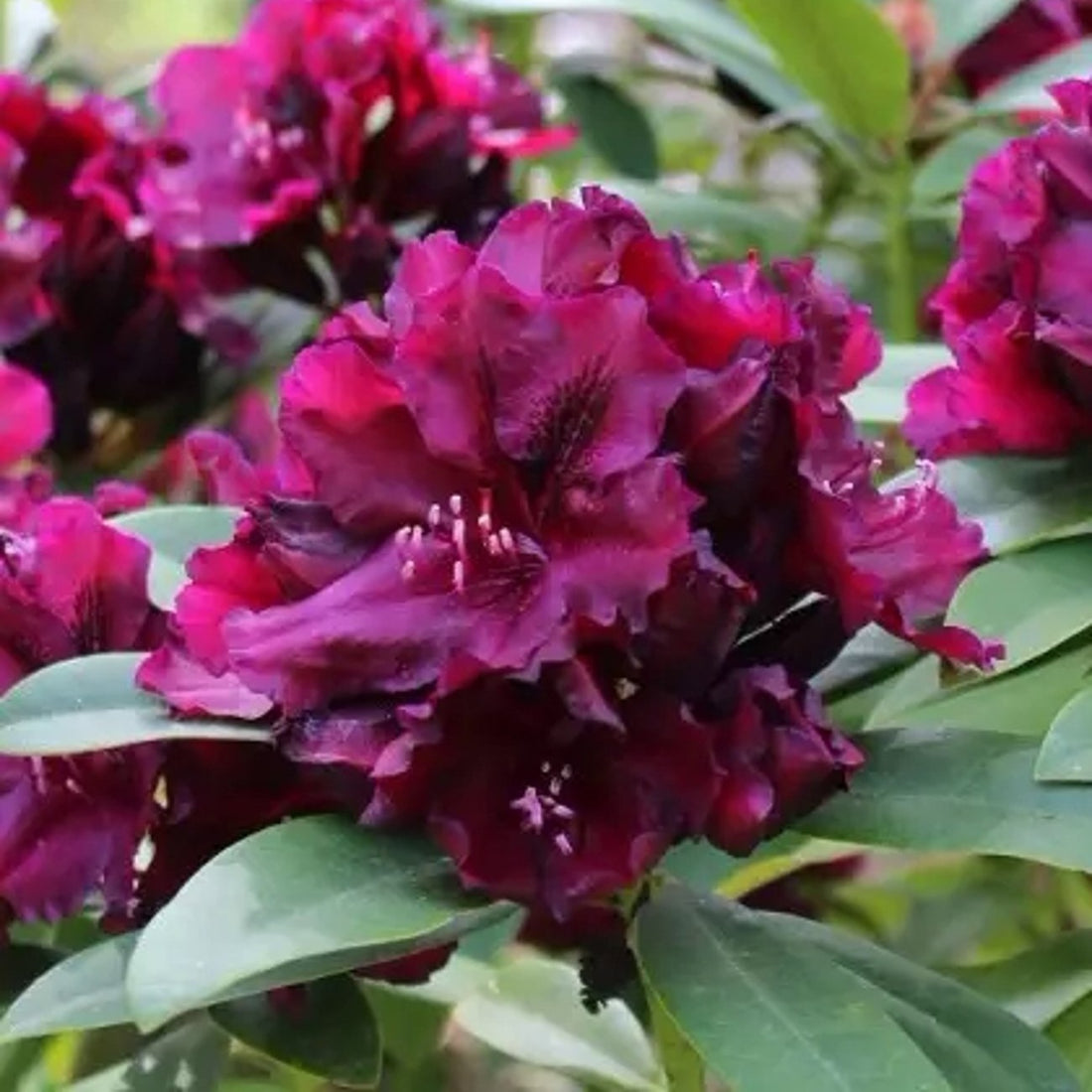 Rhododendron – Rhododendron &