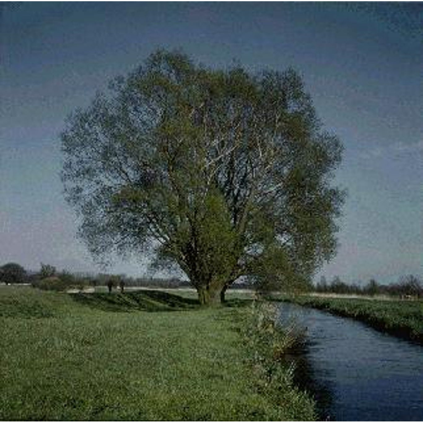 Silverpil – Salix alba - C35 8/10 HO/ST